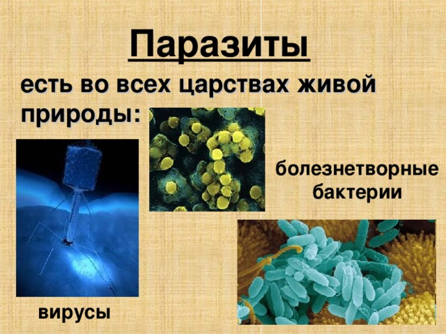 Паразиты  есть во всех царствах живой природы: болезнетворные бактерии вирусы