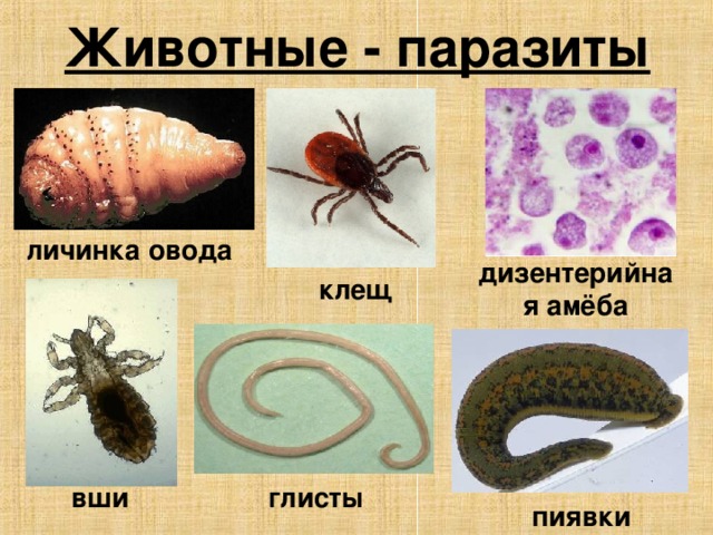 Животные - паразиты личинка овода дизентерийная амёба клещ вши глисты пиявки