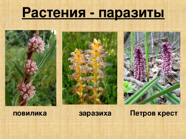 Растения - паразиты повилика заразиха Петров крест
