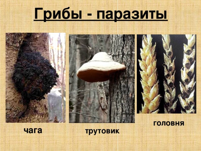Грибы - паразиты головня чага трутовик