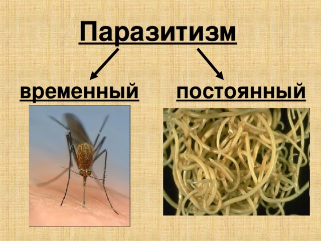 Паразитизм  временный постоянный