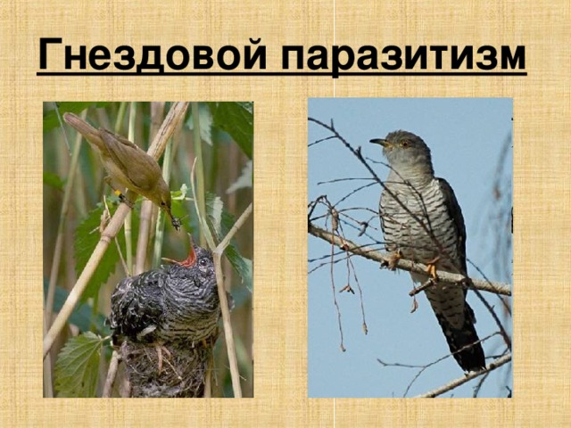 Гнездовой паразитизм