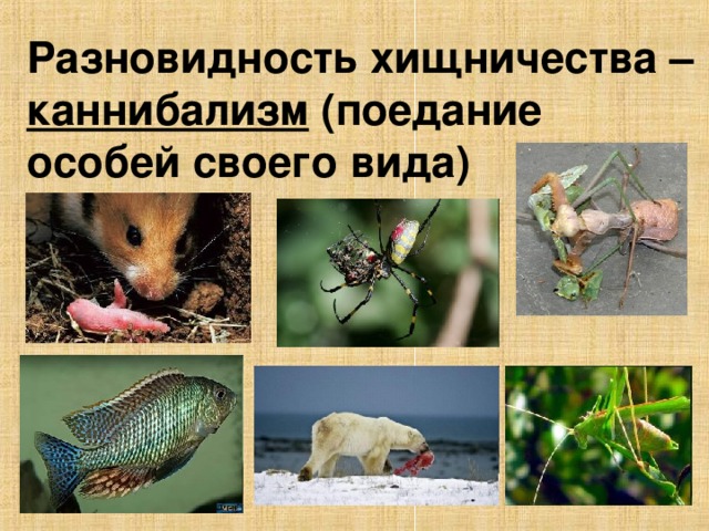 Каннибализм птиц презентация