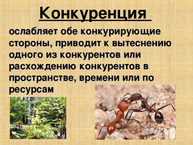 Конкуренция  ослабляет обе конкурирующие стороны, приводит к вытеснению одного из конкурентов или расхождению конкурентов в пространстве, времени или по ресурсам