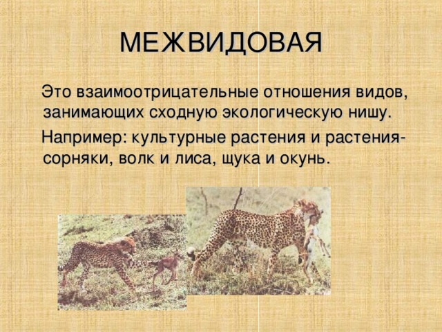 МЕЖВИДОВАЯ  Это взаимоотрицательные отношения видов, занимающих сходную экологическую нишу.  Например: культурные растения и растения-сорняки, волк и лиса, щука и окунь.