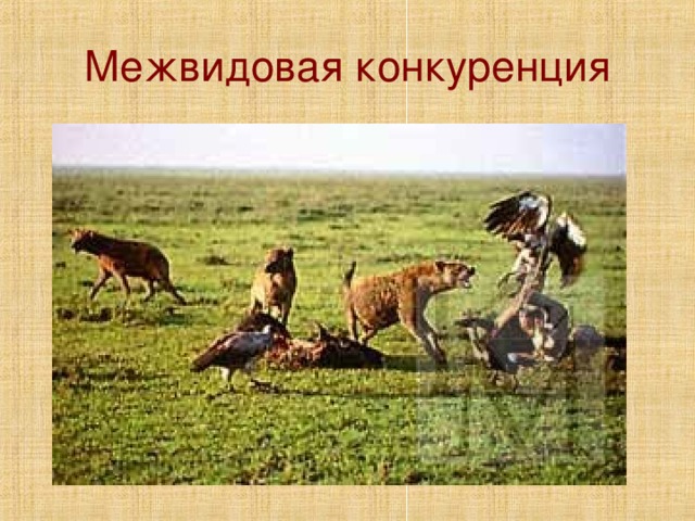 Межвидовая конкуренция
