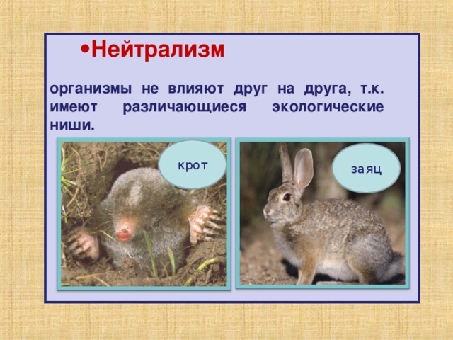 Нейтрализм Нейтрализм   организмы не влияют друг на друга, т.к. имеют различающиеся экологические ниши. организмы не влияют друг на друга, т.к. имеют различающиеся экологические ниши.