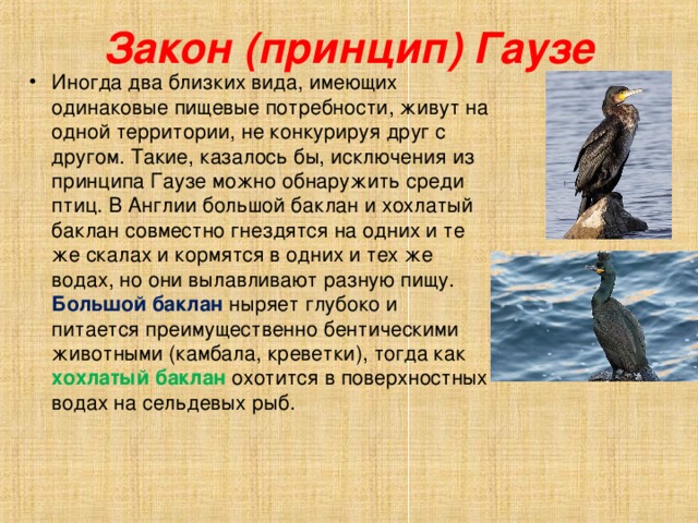 Закон (принцип) Гаузе