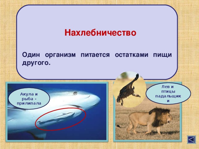 Один организм питается остатками пищи другого. Нахлебничество Лев и птицы падальщики Акула и рыба - прилипала