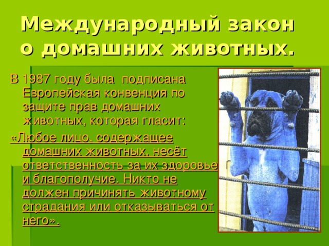 Международный закон о домашних животных. В 1987 году была подписана Европейская конвенция по защите прав домашних животных, которая гласит: «Любое лицо, содержащее домашних животных, несёт ответственность за их здоровье и благополучие. Никто не должен причинять животному страдания или отказываться от него». 