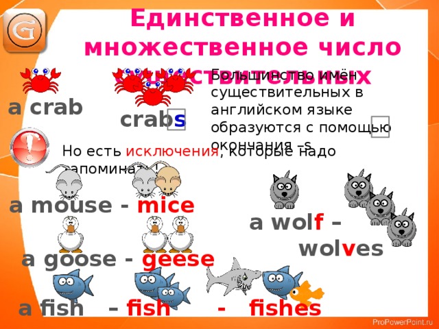 Единственное и множественное число существительных Большинство имён существительных в английском языке образуются с помощью окончания –s a crab crab s Но есть исключения , которые надо запоминать! a mouse - mice a wol f –  wol v es Введение грамматики. a goose - geese a fish – fish - fishes  