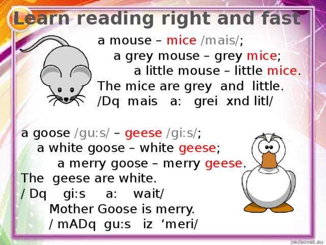 Learn reading right and fast a mouse – mice /mais/ ;  a grey mouse – grey mice ;  a little mouse – little mice . The mice are grey and little. / Dq mais a: grei xnd litl/ a goose /gu:s/ – geese /gi:s/ ;  a white goose – white geese ;  a merry goose – merry geese . The geese are white. / Dq gi:s a: wait/  Mother Goose is merry.  / mADq gu:s iz ‘meri/ 