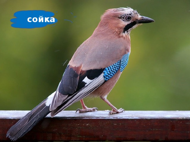 сойка