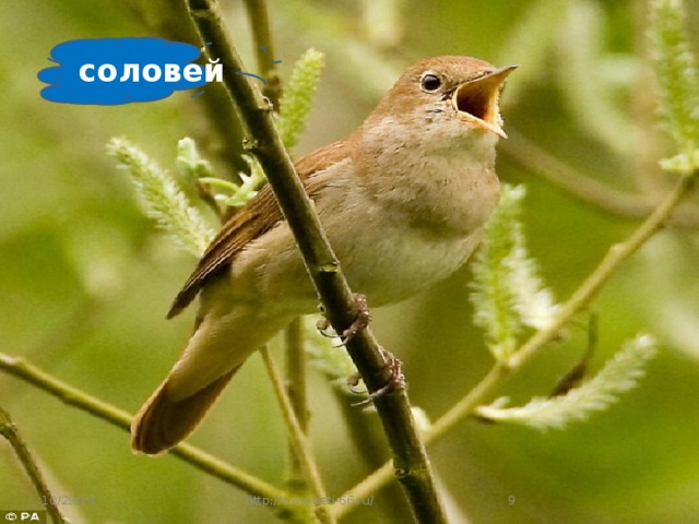 соловей 10/29/16  http://www.deti-66.ru/