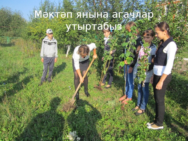 Мәктәп янына агачлар утыртабыз