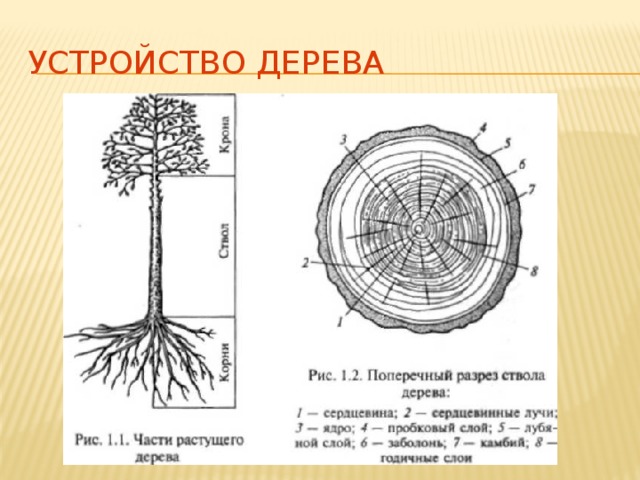 Устройство дерева 