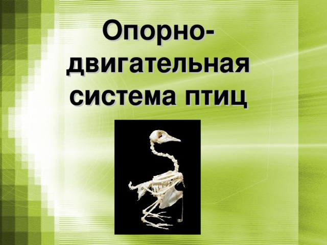 Опорно-двигательная система птиц 