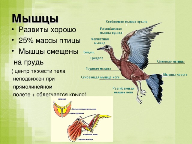 Мышцы Развиты хорошо 25% массы птицы Мышцы смещены  на грудь ( центр тяжести тела  неподвижен при  прямолинейном  полете + облегчается крыло) 