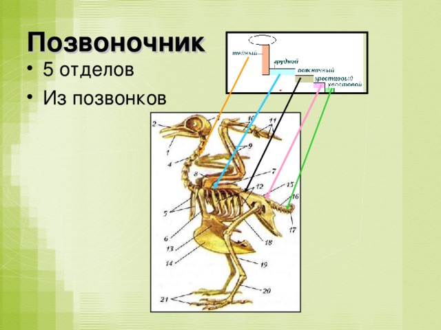 Позвоночник 5 отделов Из позвонков 