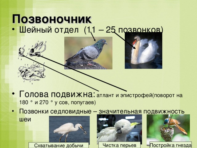 Позвоночник Шейный отдел (11 – 25 позвонков)     Голова подвижна: атлант и эпистрофей(поворот на 180 ° и 270 ° у сов, попугаев) Позвонки седловидные – значительная подвижность шеи  Чистка перьев Постройка гнезда Схватывание добычи 