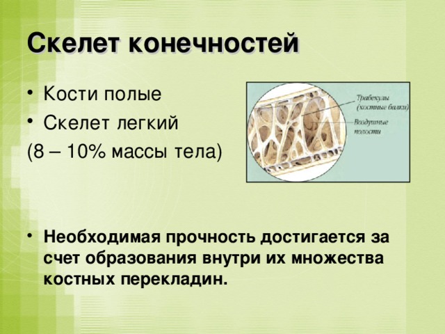 Скелет конечностей Кости полые Скелет легкий (8 – 10% массы тела) Необходимая прочность достигается за счет образования внутри их множества костных перекладин. 