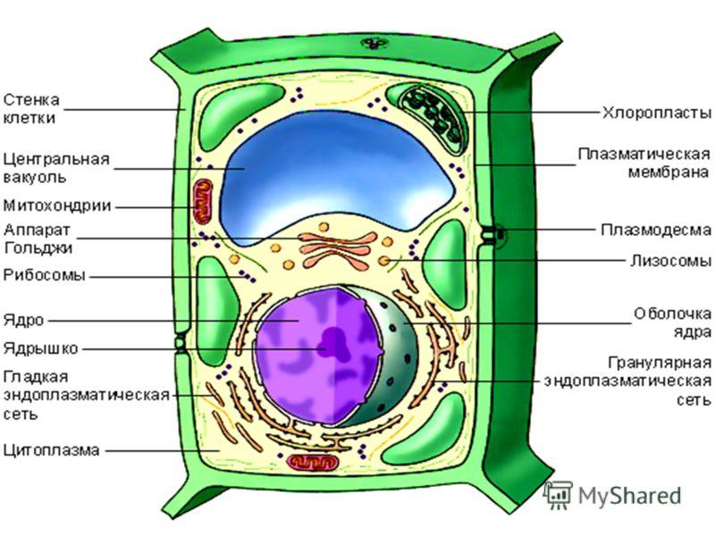 Рисунок клетки по биологии с подписями