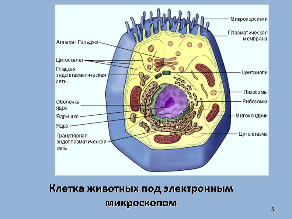 Животная клетка с подписями