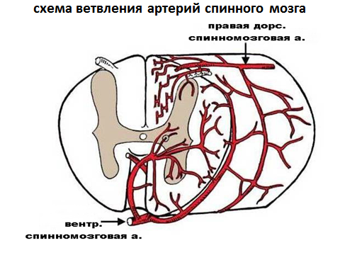 что образуют корешки спинного мозга у животных. Смотреть фото что образуют корешки спинного мозга у животных. Смотреть картинку что образуют корешки спинного мозга у животных. Картинка про что образуют корешки спинного мозга у животных. Фото что образуют корешки спинного мозга у животных