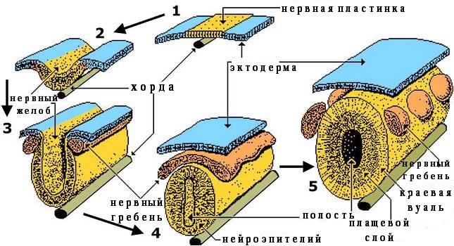что образуют корешки спинного мозга у животных. Смотреть фото что образуют корешки спинного мозга у животных. Смотреть картинку что образуют корешки спинного мозга у животных. Картинка про что образуют корешки спинного мозга у животных. Фото что образуют корешки спинного мозга у животных