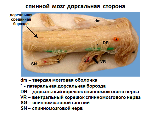 что образуют корешки спинного мозга у животных. Смотреть фото что образуют корешки спинного мозга у животных. Смотреть картинку что образуют корешки спинного мозга у животных. Картинка про что образуют корешки спинного мозга у животных. Фото что образуют корешки спинного мозга у животных
