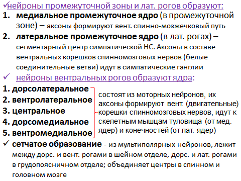 что образуют корешки спинного мозга у животных. Смотреть фото что образуют корешки спинного мозга у животных. Смотреть картинку что образуют корешки спинного мозга у животных. Картинка про что образуют корешки спинного мозга у животных. Фото что образуют корешки спинного мозга у животных