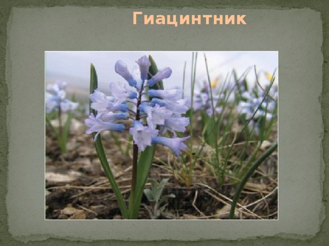  Гиацинтник   