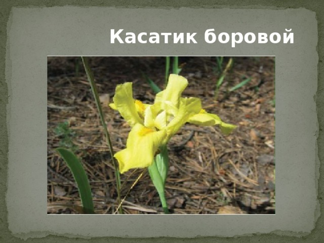  Касатик  боровой  