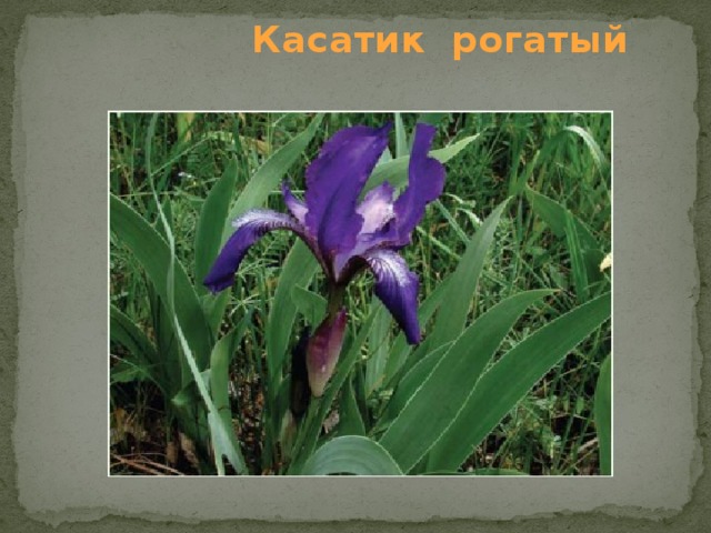  Касатик рогатый   
