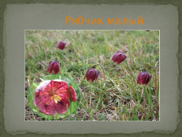  Рябчик малый 