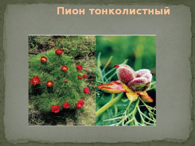 Пион тонколистный   