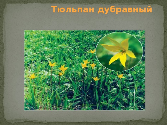  Тюльпан дубравный   