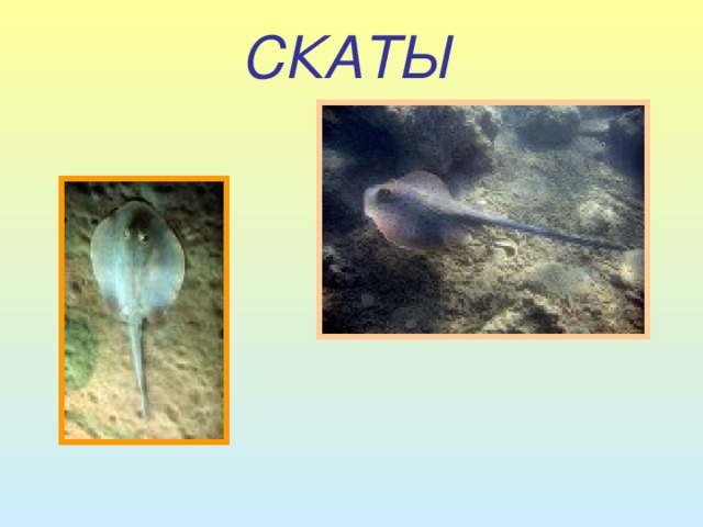   СКАТЫ 