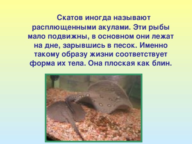   Скатов иногда называют расплющенными акулами. Эти рыбы мало подвижны, в основном они лежат на дне, зарывшись в песок. Именно такому образу жизни соответствует форма их тела. Она плоская как блин. 