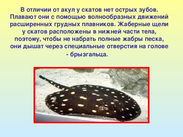 В отличии от акул у скатов нет острых зубов. Плавают они с помощью волнообразных движений расширенных грудных плавников.  Жаберные щели у скатов расположены в нижней части тела, поэтому, чтобы не набрать полные жабры песка, они дышат через специальные отверстия на голове - брызгальца.  