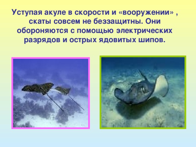 Уступая акуле в скорости и «вооружении» , скаты совсем не беззащитны. Они обороняются с помощью электрических разрядов и острых ядовитых шипов. 