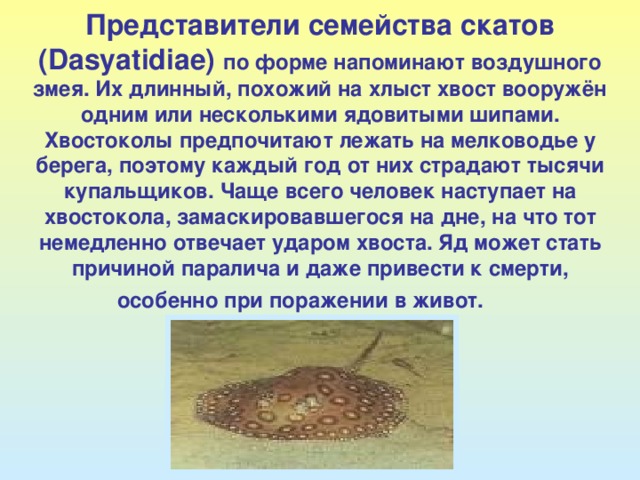 Представители семейства скатов ( Dasyatidiae) по форме напоминают воздушного змея. Их длинный, похожий на хлыст хвост вооружён одним или несколькими ядовитыми шипами. Хвостоколы предпочитают лежать на мелководье у берега, поэтому каждый год от них страдают тысячи купальщиков. Чаще всего человек наступает на хвостокола, замаскировавшегося на дне, на что тот немедленно отвечает ударом хвоста. Яд может стать причиной паралича и даже привести к смерти, особенно при поражении в живот.  