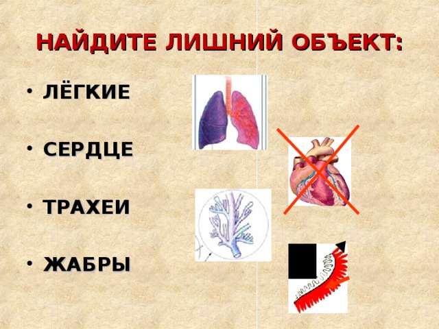 НАЙДИТЕ ЛИШНИЙ ОБЪЕКТ: ЛЁГКИЕ  СЕРДЦЕ  ТРАХЕИ  ЖАБРЫ 
