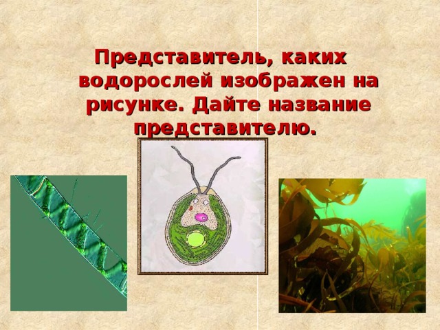 Представитель, каких водорослей изображен на рисунке. Дайте название представителю. 