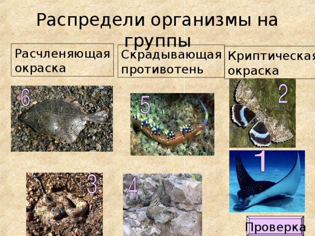 Распредели организмы на группы Расчленяющая окраска Скрадывающая противотень Криптическая окраска Проверка 