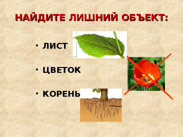 НАЙДИТЕ ЛИШНИЙ ОБЪЕКТ: ЛИСТ  ЦВЕТОК  КОРЕНЬ 