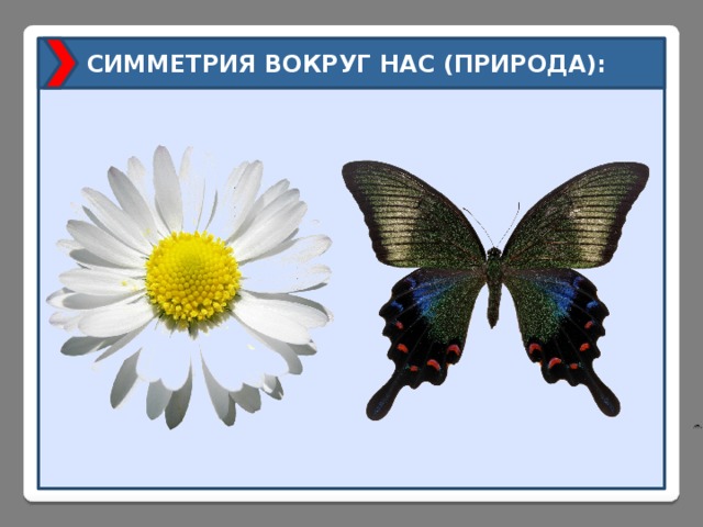 СИММЕТРИЯ ВОКРУГ НАС (ПРИРОДА): 