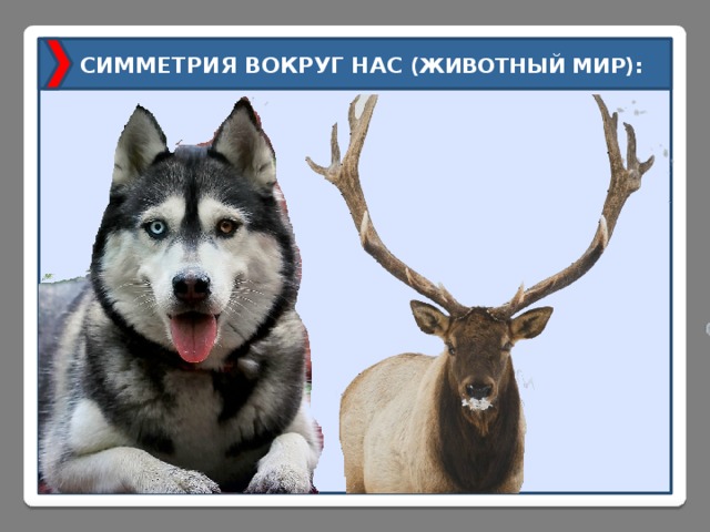 СИММЕТРИЯ ВОКРУГ НАС (ЖИВОТНЫЙ МИР): 