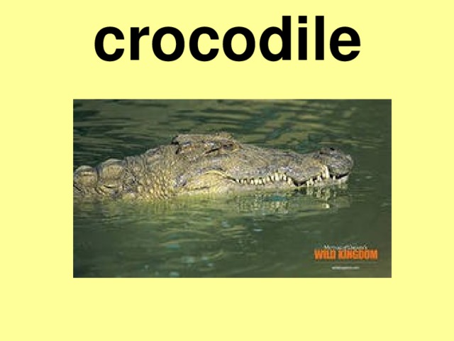 crocodile