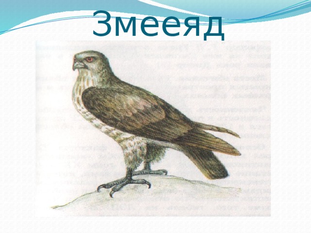 Змееяд рисунок карандашом